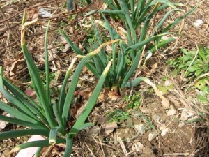 overwintered red wethersfield