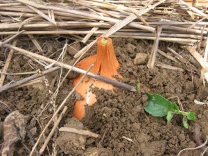 yellow seed onion tucked in