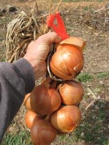 yellow seed onions